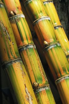 several green and yellow bamboo stalks with brown spots