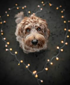 a brown dog sitting on top of a floor covered in christmas lights and looking up at the camera