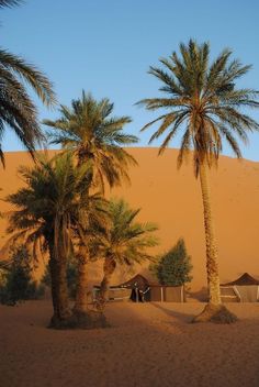 two palm trees in front of a sand dune with huts and tents set up on it