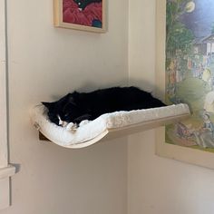 a black and white cat laying on top of a shelf in a room with paintings