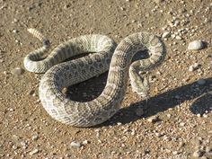 a snake that is laying on the ground