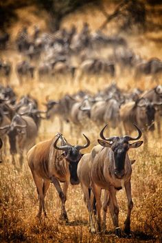 the herd of wildebeest are walking through the grass in front of other animals