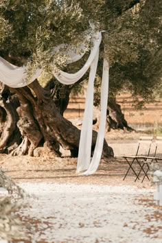 an outdoor ceremony with white draping on the trees and chairs under it for guests to sit in