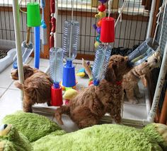 two dogs playing with toys in a cage