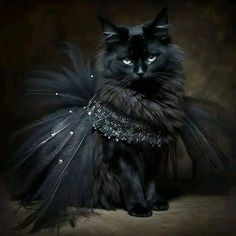 a black cat wearing a dress with feathers on it's chest and wings around its neck