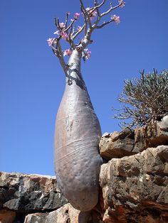 a tree with pink flowers growing out of it's trunk next to some rocks