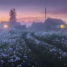 a field full of white flowers with houses in the background at sunset or dawn on a foggy day