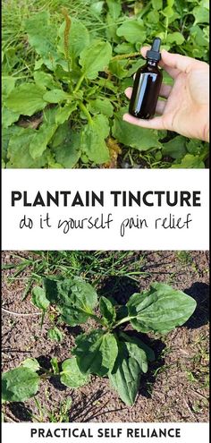 Engage in DIY plantain tincture from our medicinal wild plants collection. This guide provides a step-by-step approach to making your own plantain tincture, ideal for addressing a range of health issues from the comfort of your home. Find more herbal tinctures, spring foraging edible plants, and herbalism recipes & natural remedies at practicalselfreliance.com. Plantain Tincture How To Make, Plantain Tincture Benefits, Mullin Tincture, Oregano Tincture Benefits, Wild Lettuce Tincture Recipe, Diy Tintures, Plantain Tincture, Herbal Tinctures Recipes, Herbalism Recipes