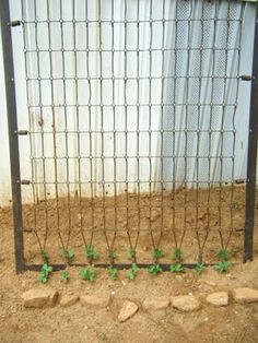 an iron gate with plants growing through it