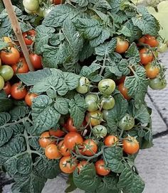 a bunch of tomatoes growing on the vine in an outdoor planter, ready to be picked