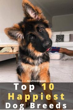 top 10 happiest dog breeds in the world