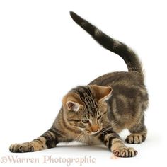 a cat is playing with its paw on the ground in front of a white background