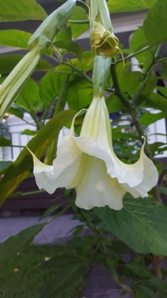 a white flower with green leaves hanging from it's stems in front of a house