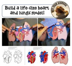 the heart and lungs model is shown with instructions to make it look like they are made out of paper