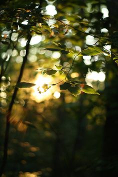 the sun is shining through the trees in the forest with green leaves on it's branches