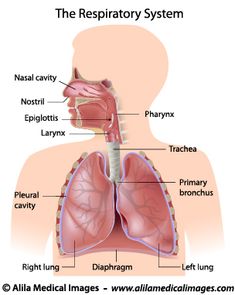 the anatomy of the human body showing the lungs, stomach and livers with labels