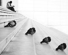 four pigeons are sitting on the steps and one is looking at something in front of them