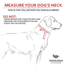 a drawing of a dog wearing a collar with instructions on how to measure your dog's neck