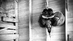 an elephant statue hanging from the side of a wooden building with wood slats on it's sides