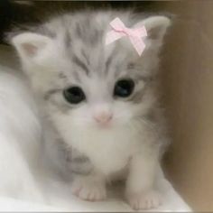 a small kitten with a pink bow on its head