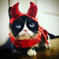 a black and white cat wearing a red costume