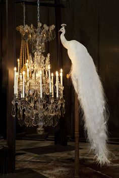 an instagram with a white peacock and chandelier