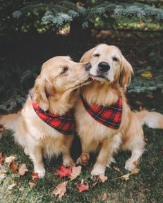 two golden retriever dogs wearing red and black plaid collars sitting in the grass