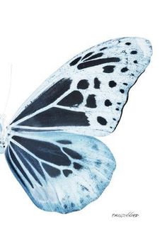 a blue and white butterfly with black spots on its wings