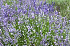 lavender flowers blooming in the field on a sunny day