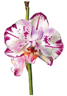 a pink and white flower with spots on it's petals is shown against a white background