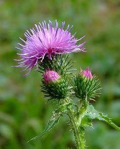 a purple flower with green leaves in the background