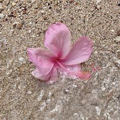 a pink flower sitting on top of a sandy beach next to rocks and gravels