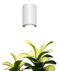 a green plant in a white pot under a light hanging from a ceiling fixture above it