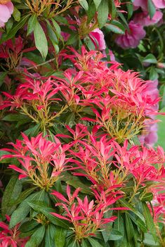 pink flowers are blooming on the bush in front of green grass and bushes with red leaves