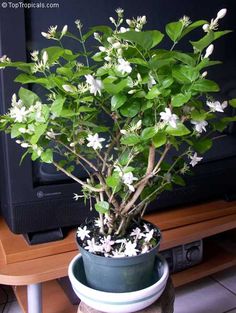 a potted plant with white flowers in front of a television