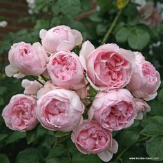 pink flowers are blooming in the garden