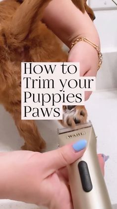 a person holding a dog in their lap with the words how to trim your puppies paws