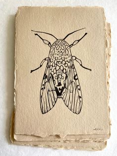 a drawing of a moth on a piece of paper