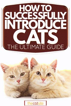 two cats sitting next to each other with the title how to successfully introduce cats the ultimate guide