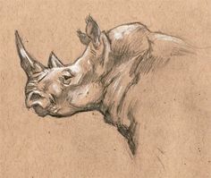 a pencil drawing of a rhino's head