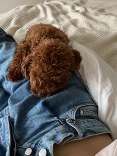 a small brown dog laying on top of a bed next to a person wearing blue jeans