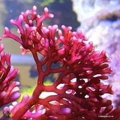 corals and seaweed in an aquarium setting