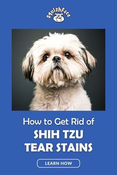 a dog with the title how to get rid of shih tzu tear stains