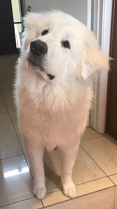 a large white dog standing on top of a tile floor next to a door way