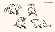 four beavers are shown in black and white