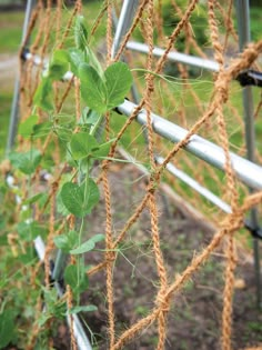 some plants are growing on the side of a metal fence with rope attached to it