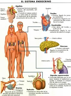 an image of the human body and organs