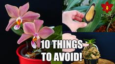 there are pictures of flowers and plants with the words 10 things to avoid