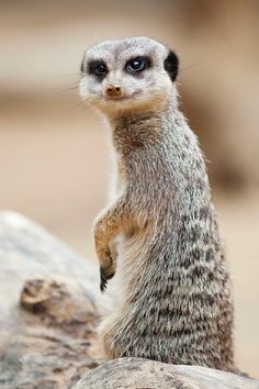 a small meerkat standing on its hind legs