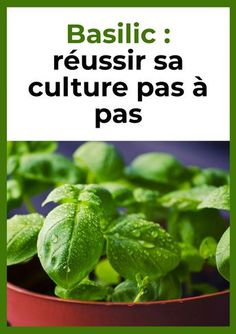 basil growing in a pot with the words basic reuser sa culture pass paas